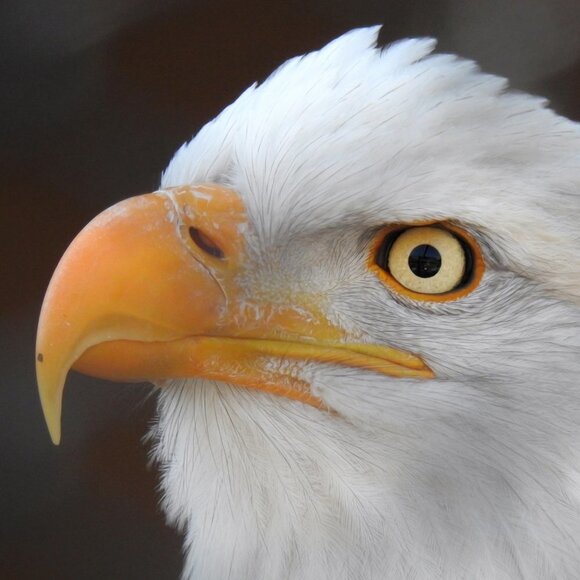 16x20 Bald Eagle Closeup Photography Oil Painting Art Poster - Picture 2 of 5